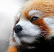 Avatar mặc định